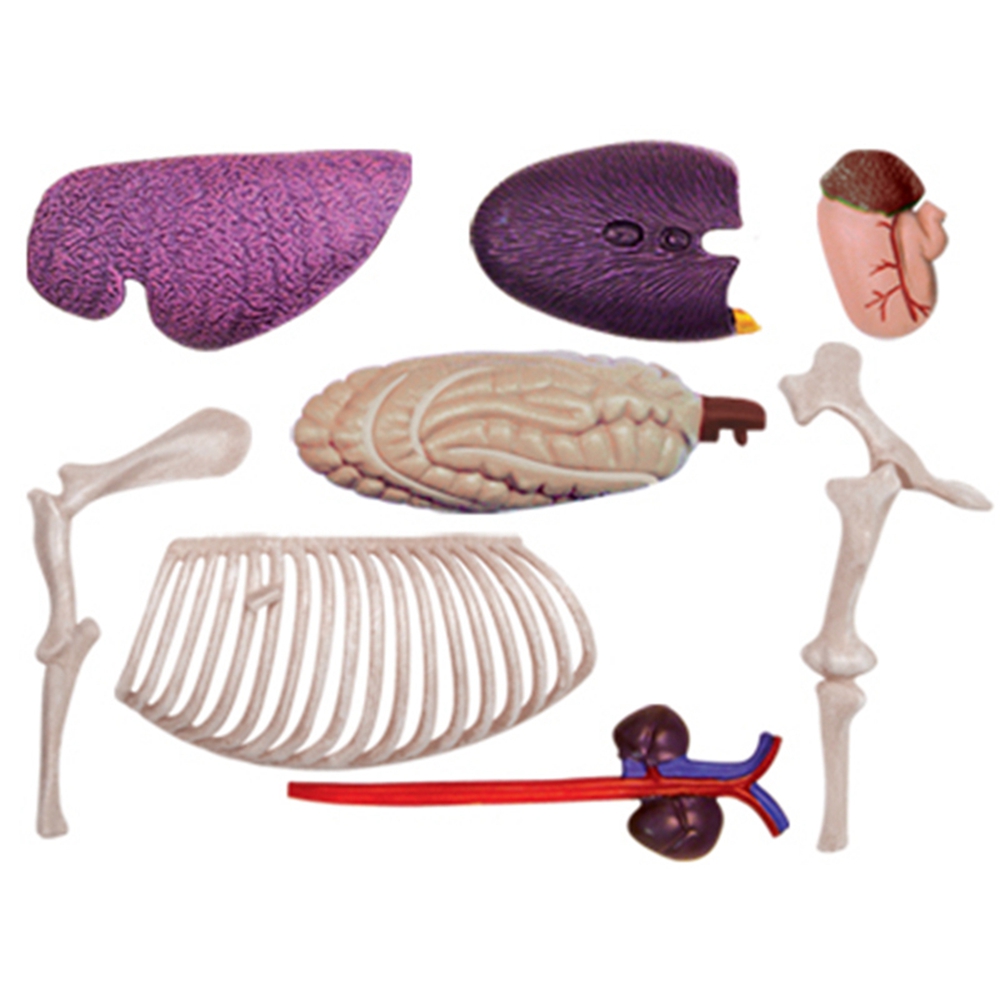 Анатомическая модель органов ж – обзор и цена Science Toys Diy